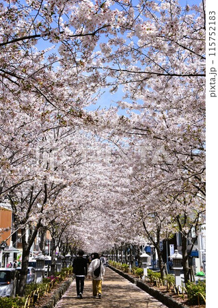 鎌倉段葛　満開の桜のトンネル 115752183