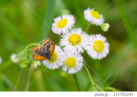 ハルジオンの花に止まるベニシジミ 115752245
