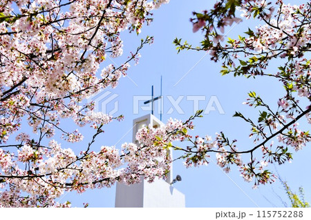 鎌倉段葛　満開の桜のトンネル 115752288