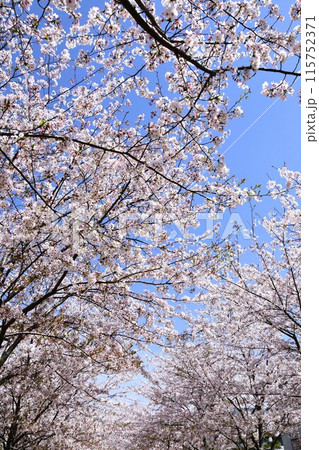 鎌倉段葛　満開の桜のトンネル 115752371