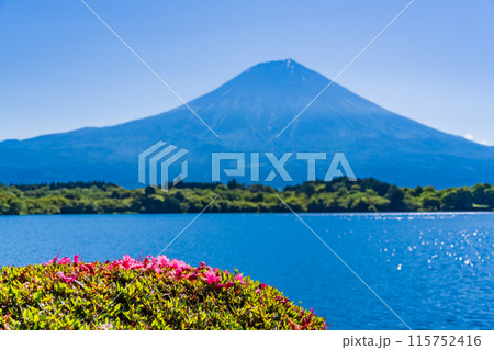 【静岡県】田貫湖・湖畔遊歩道のサツキ（ツツジ）と富士山 115752416