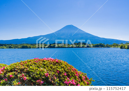 【静岡県】田貫湖・湖畔遊歩道のサツキ(ツツジ)と富士山 【静岡県】田貫湖・湖畔遊歩道のサツキ(ツツジ)と富士山 115752417