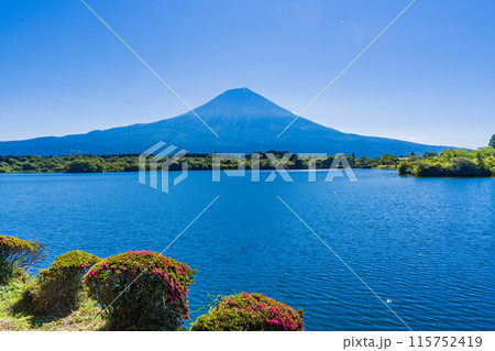 【静岡県】田貫湖・湖畔遊歩道のサツキ(ツツジ)と富士山 【静岡県】田貫湖・湖畔遊歩道のサツキ(ツツジ)と富士山 115752419