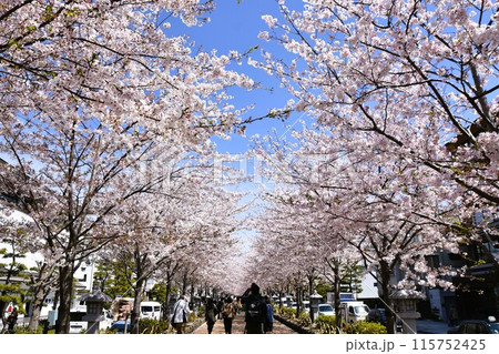 鎌倉段葛　満開の桜のトンネル 115752425