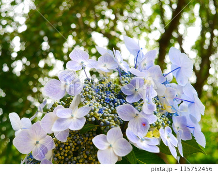 爽やかなヤマアジサイの花 爽やかなヤマアジサイの花 115752456