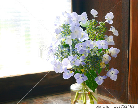 爽やかなヤマアジサイの花 115752465