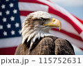 Bald eagle, against the background of the American flag, symbol of the 4th of July Independence Day 115752631