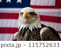 Bald eagle, against the background of the American flag, symbol of the 4th of July Independence Day 115752633
