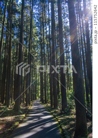 【静岡県】田貫湖・湖畔遊歩道の杉（スギ） 115752642