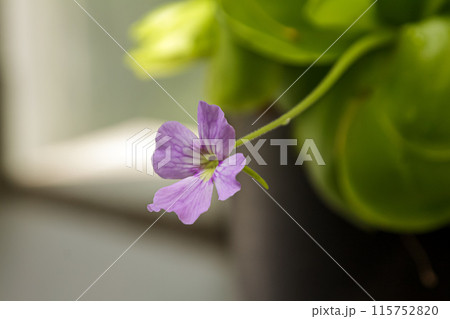 食虫植物の一つムシトリスミレの花【虫取菫】 食虫植物の一つムシトリスミレの花【虫取菫】 115752820
