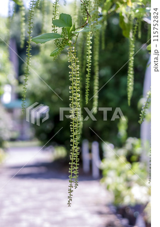 青空を背にしたイテア・イリキフォリア【ズイナ科】 115752824