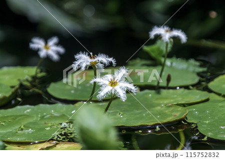 湖沼やため池に生息する水草のガガブタの花【ミツガシワ科アサザ属】 湖沼やため池に生息する水草のガガブタの花【ミツガシワ科アサザ属】 115752832