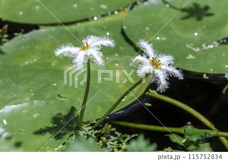 湖沼やため池に生息する水草のガガブタの花【ミツガシワ科アサザ属】 115752834