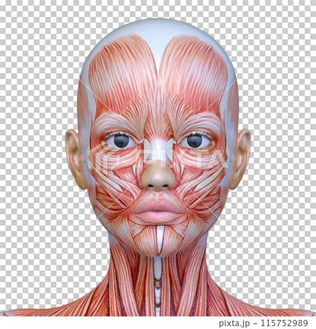 Close-up of a woman's face Close-up of a woman's face 115752989