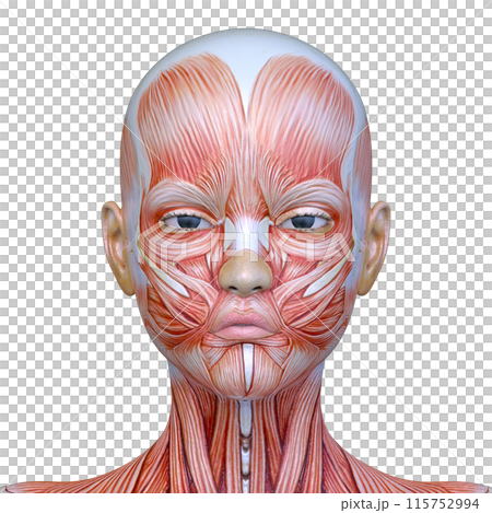 Close-up of a woman's face Close-up of a woman's face 115752994