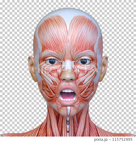 Close-up of a woman's face Close-up of a woman's face 115752995