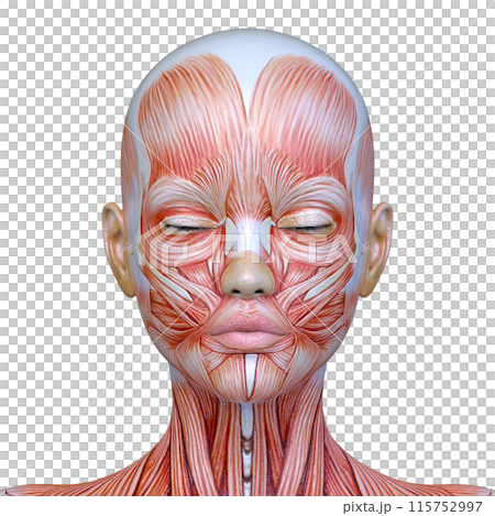 Close-up of a woman's face Close-up of a woman's face 115752997