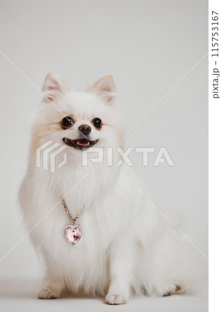 Vertical portrait of beautiful lady dog posing sitting down in studio against white background and wearing pink diamond heart 115753167