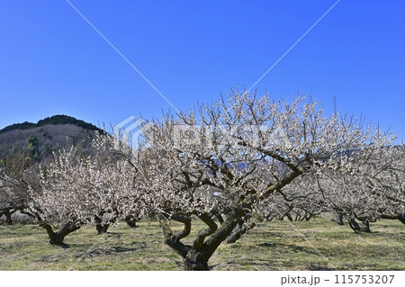 埼玉県越生町内の満開の梅林 埼玉県越生町内の満開の梅林 115753207