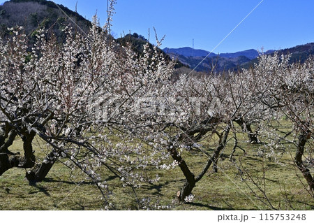 埼玉県越生町内の満開の梅林 115753248