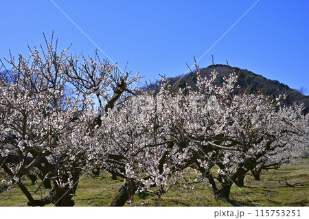 埼玉県越生町内の満開の梅林 115753251