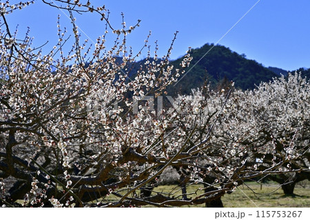 埼玉県越生町内の満開の梅林 115753267