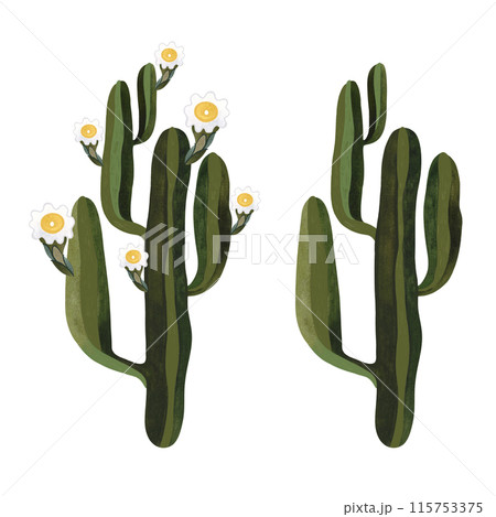 Saguaro. Blooming cactus with white and yellow flowers. Plants for the home. Floriculture. Desert flora. Isolated watercolor illustration on white background. Clipart. 115753375