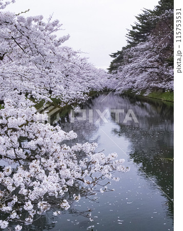 【青森】弘前公園の満開の桜と堀のリフレクション 115753531