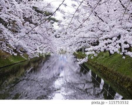 【青森】弘前公園の満開の桜と堀のリフレクション 115753532