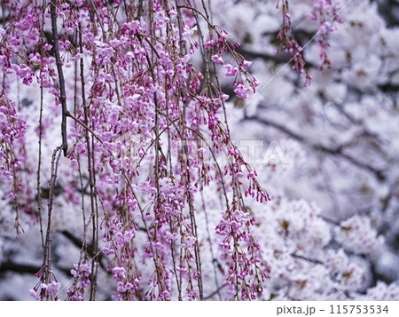 【青森】弘前公園の満開のしだれ桜のアップ 115753534