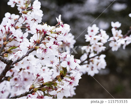 【青森】弘前公園の満開の桜のアップ 115753535