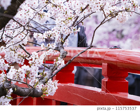 【青森】弘前公園の満開の桜と赤い橋 115753537