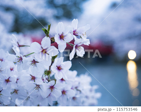 【青森】弘前公園の満開の桜のアップ 115753546