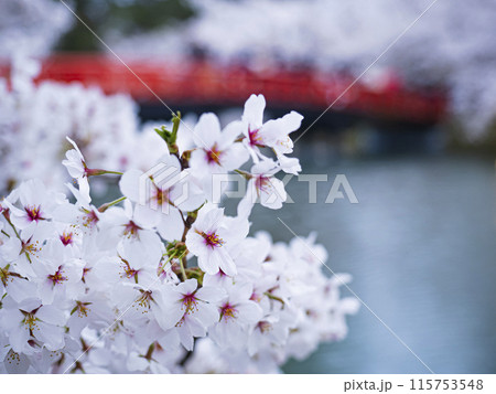 【青森】弘前公園の満開の桜のアップ 115753548