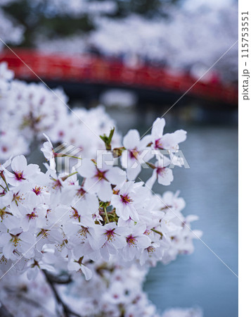【青森】弘前公園の満開の桜のアップ 115753551