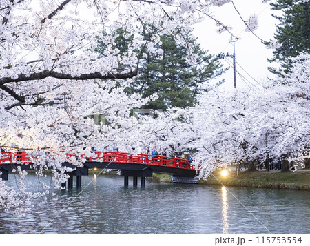 【青森】弘前公園の満開の桜ライトアップ 115753554