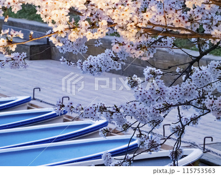 【青森】弘前公園の満開の桜ライトアップ 【青森】弘前公園の満開の桜ライトアップ 115753563