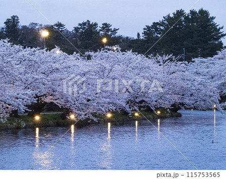 【青森】弘前公園の満開の桜ライトアップ 115753565