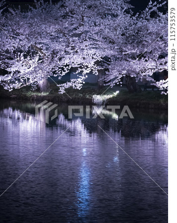 【青森】弘前公園の満開の桜ライトアップ 115753579