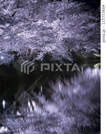 【青森】弘前公園の満開の桜ライトアップと堀のリフレクション 115753604