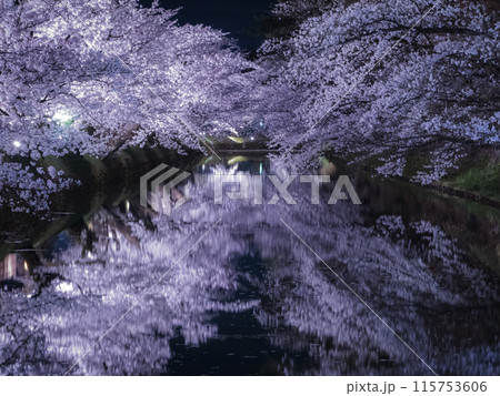 【青森】弘前公園の満開の桜ライトアップと堀のリフレクション 【青森】弘前公園の満開の桜ライトアップと堀のリフレクション 115753606