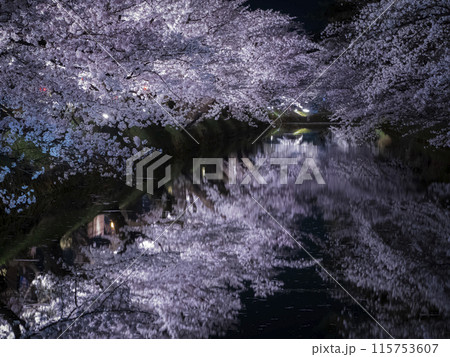 【青森】弘前公園の満開の桜ライトアップと堀のリフレクション 115753607