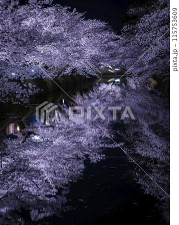 【青森】弘前公園の満開の桜ライトアップと堀のリフレクション 115753609