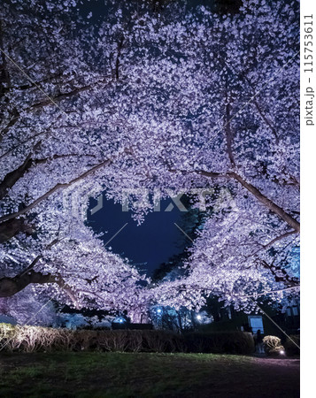 【青森】弘前公園の満開の桜ライトアップと空に浮かぶハートマーク 115753611