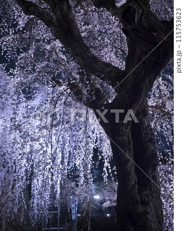 【青森】弘前公園の満開の桜ライトアップ 115753623