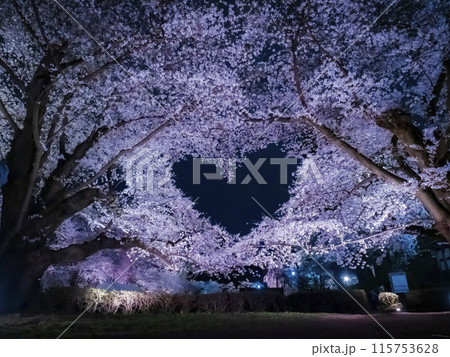 【青森】弘前公園の満開の桜ライトアップと空に浮かぶハートマーク 【青森】弘前公園の満開の桜ライトアップと空に浮かぶハートマーク 115753628
