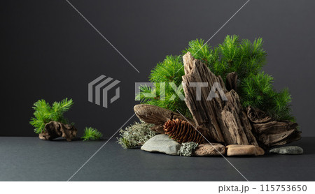 Abstract north nature scene with a composition of spruce branches, stones, and dry snags. 115753650