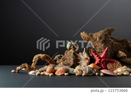 Abstract nature scene with a composition of seashell, starfish, and snags on a black background. Abstract nature scene with a composition of seashell, starfish, and snags on a black background. 115753666