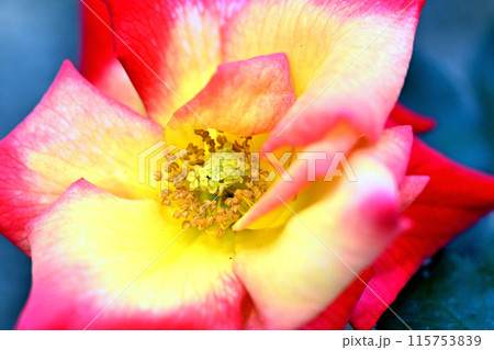 バラの花のクローズアップ 115753839