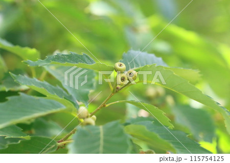 ちいさな小楢（コナラ）の実　どんぐり 115754125